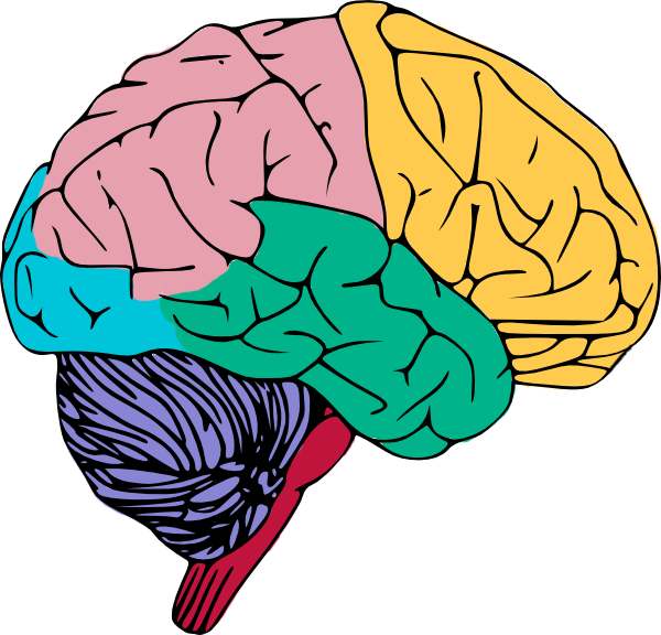 Cartoon brain clipart free