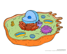 Printable Animal Cell Diagram – Labeled Unlabeled And Blank Animal ...