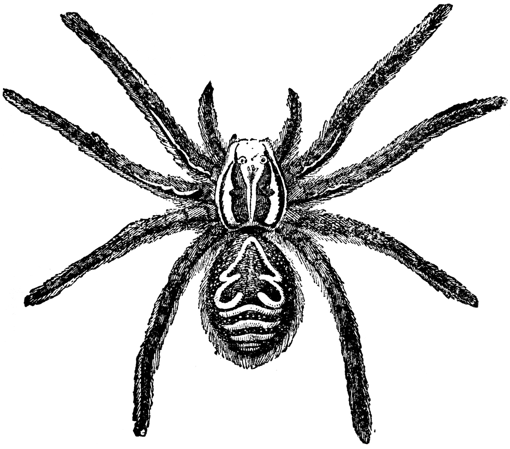 Tarantula Clipart | Free Download Clip Art | Free Clip Art | on ...