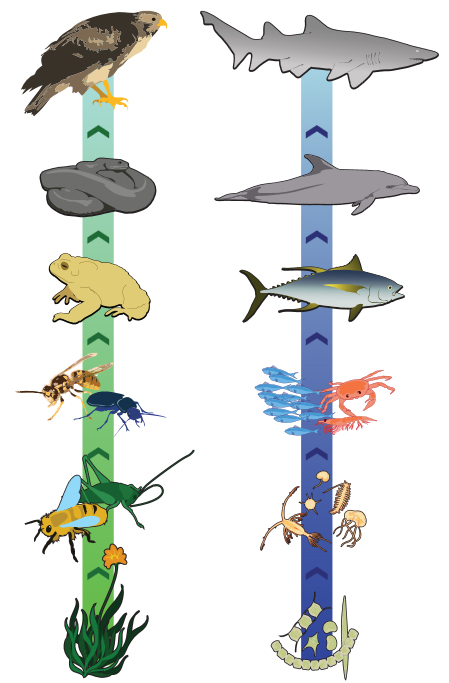 Food chain clipart