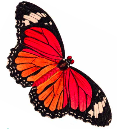 6 Best Images of Printable Butterfly Clip Art - Free Printable ...