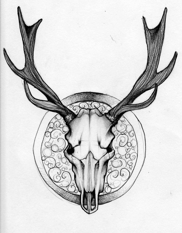 Deer Skull Drawing | Deer Skull ...