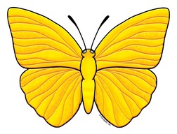 Golden Yellow Butterfly | Product Detail | Scholastic Printables