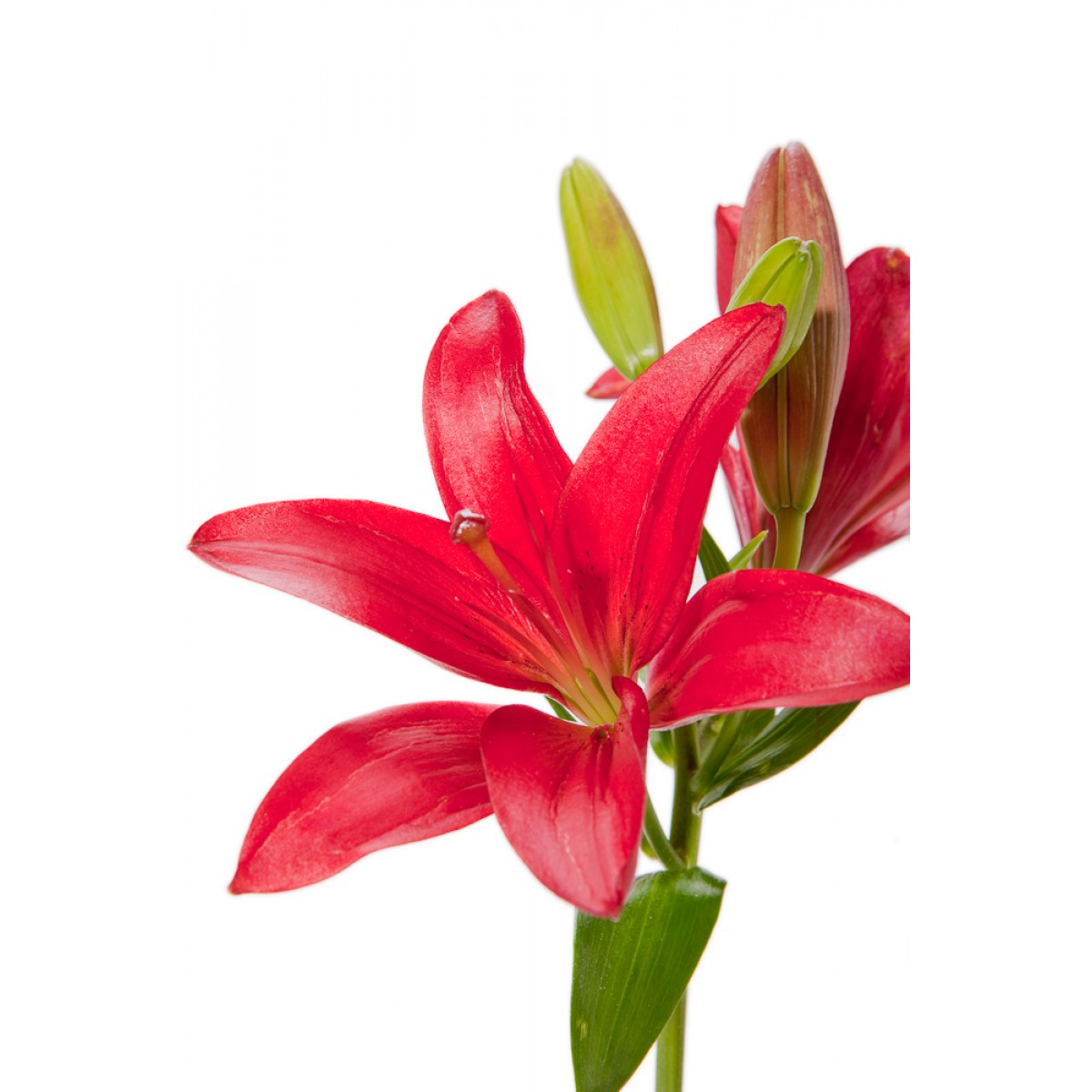 Lily Bouquets | Flower Muse