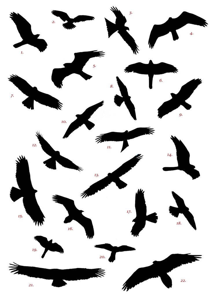 Bird Silhouette Tattoos ...