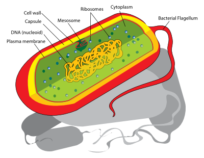 Ribosome Diagram - ClipArt Best