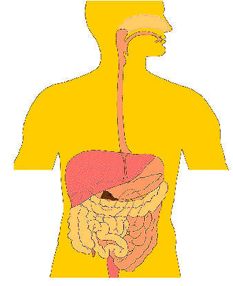 digestive3.gif - ClipArt Best - ClipArt Best