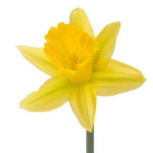 Cartoon Daffodil - ClipArt Best