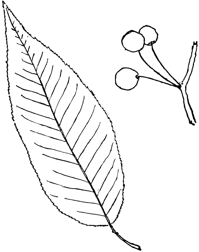 Genus Prunus L. (Cherry, Plum) | ClipArt ETC
