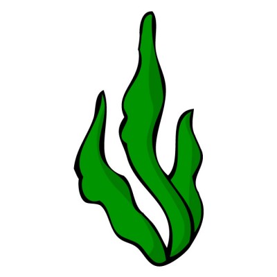 Seaweed Clipart - Free Clipart Images