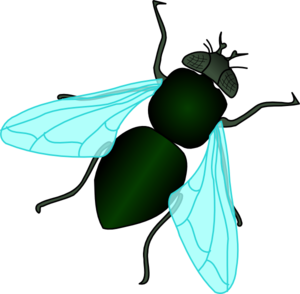 Fly Clip Art - Free Clipart Images