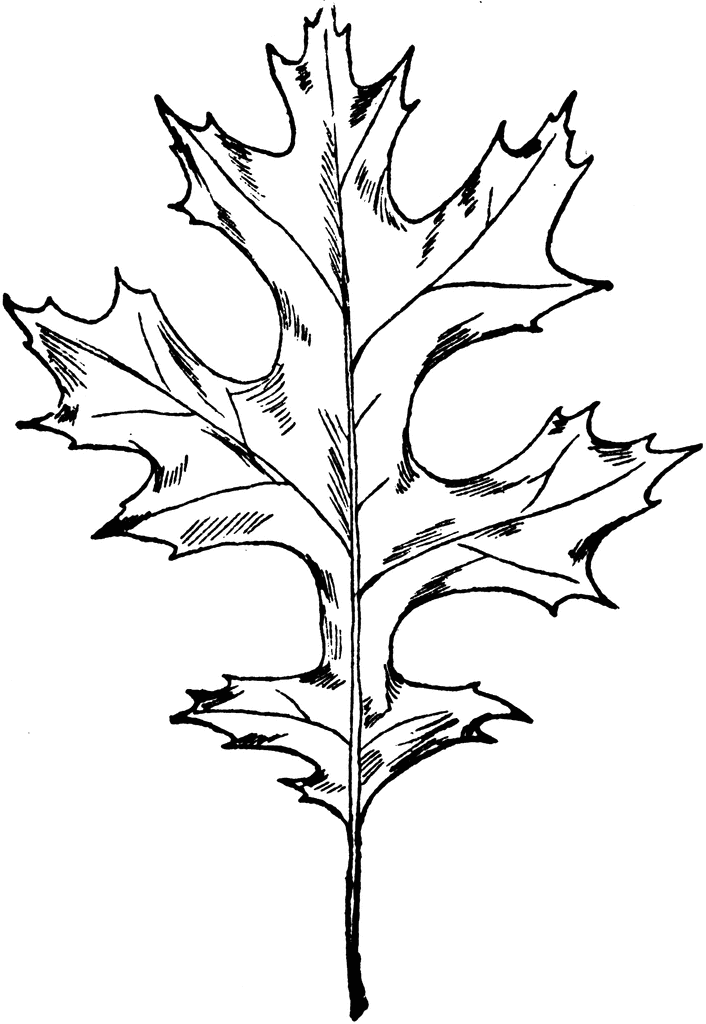 Oak Leaf Outline