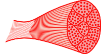 skeletal_muscle-200px.png