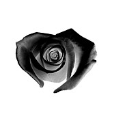 Black Heart-shaped Rose Painting by Glennis Siverson - Black Heart ...