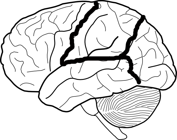 Brain Diagram Blank - AoF.com