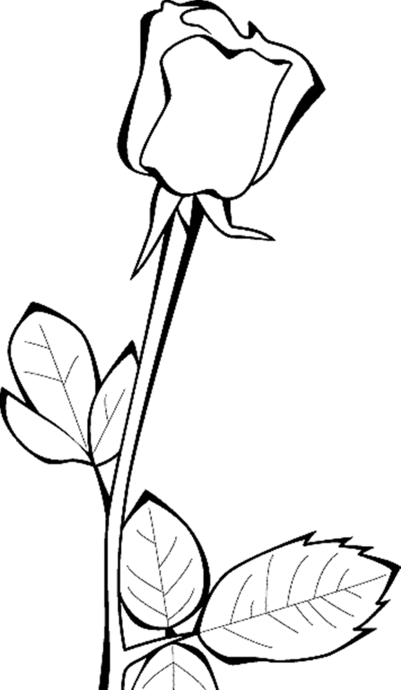 Cartoon Roses Pictures