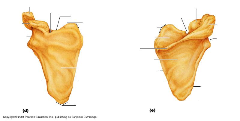Anterior Scapula Diagram & Pectoral Girdle Human Anatomy Organs