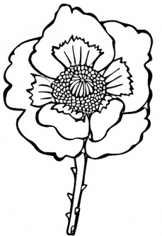 Poppy Flower Drawing Clipart - Free to use Clip Art Resource