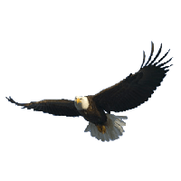 Download Eagle Free PNG photo images and clipart | FreePNGImg