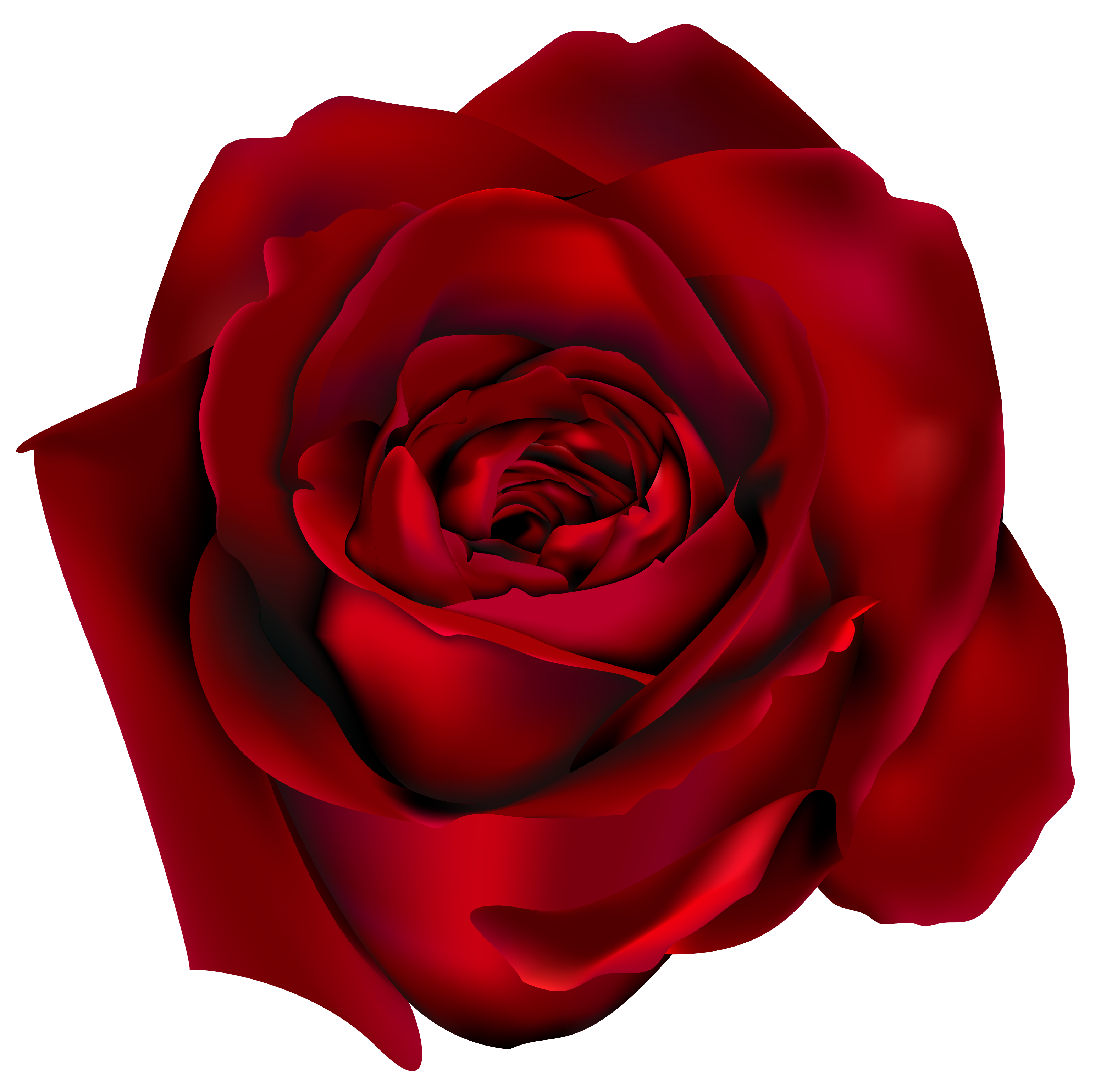 Roses, Red and Red roses