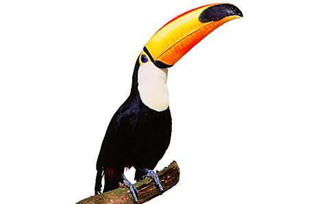 Toucan clipart - ClipartFox