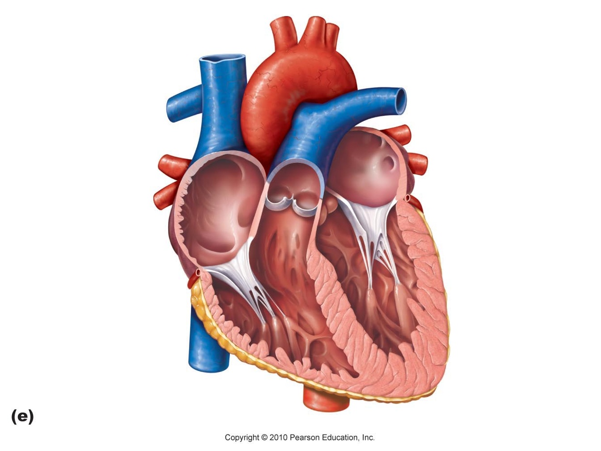 Heart Diagram - ThingLink