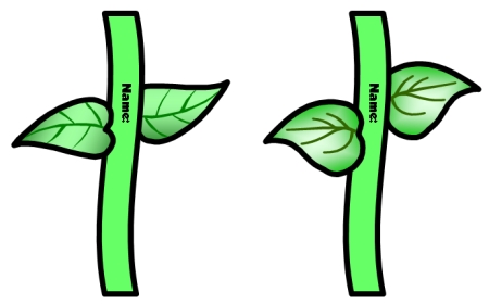 1000+ images about flower stems
