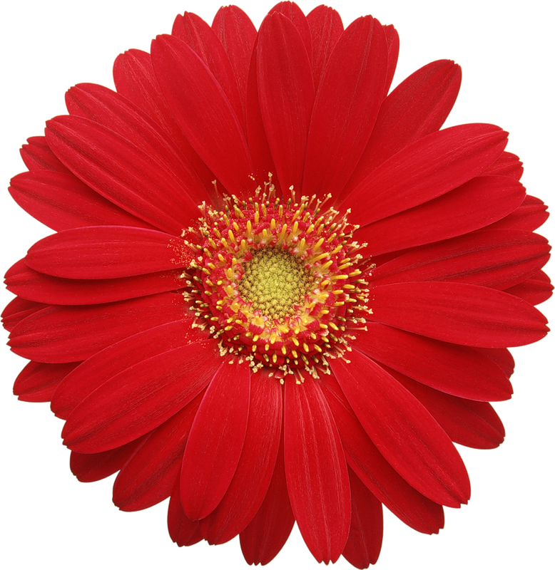 Red_Gerber_Daisy_Clipart.png?m=1365976800