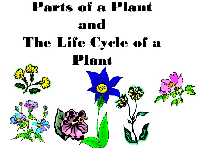Parts of a plant/plant life cycle (teach)