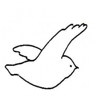 Biological Drawings Bird Gliding Flight Birds Structure - Litle Pups