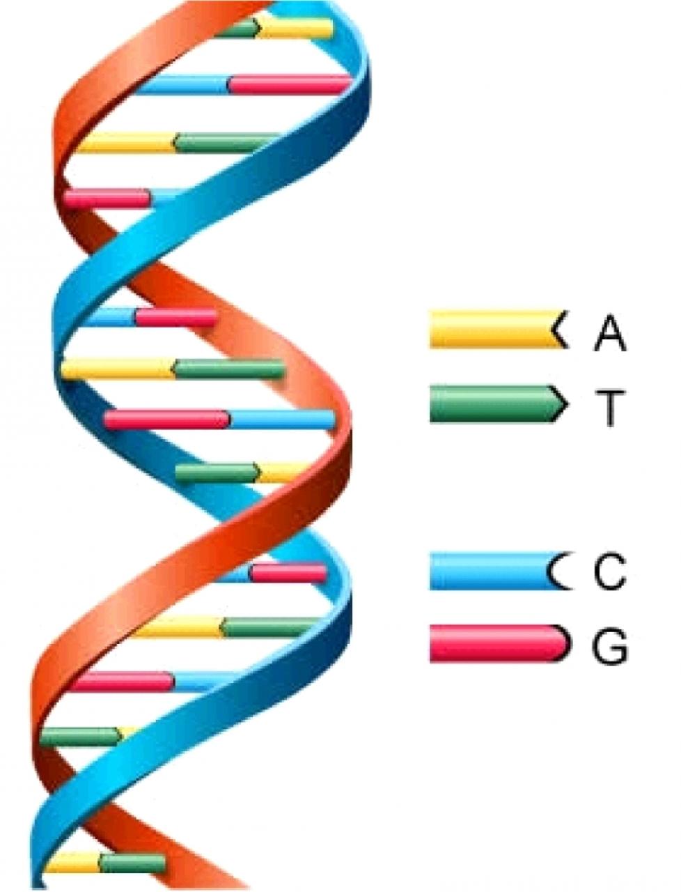 Double Helix | Free Download Clip Art | Free Clip Art | on Clipart ...