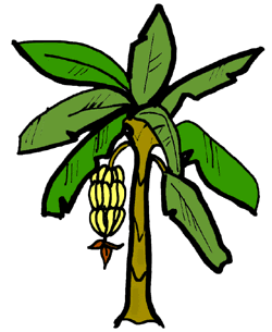 Banana plant clipart