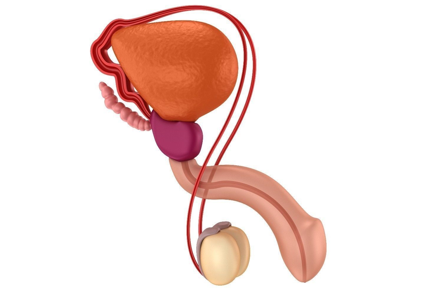 Male reproductive system 3d model 3D Model MAX OBJ MTL | CGTrader.com