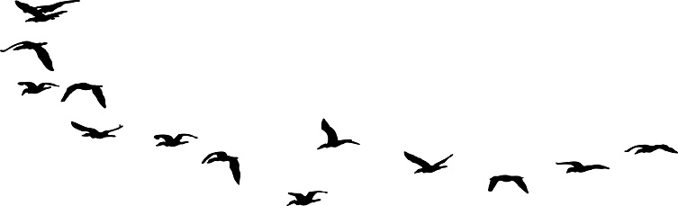Water Bird Clip Art, Vector Images & Illustrations