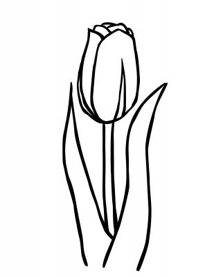 Tulip Coloring Page - ClipArt Best - ClipArt Best