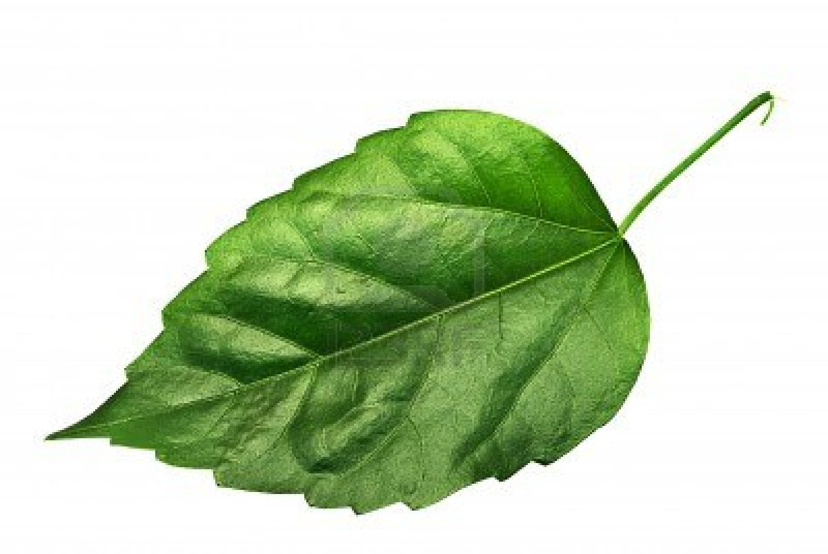 7 Best Images of Green Leaf Logo - Companies with Green Logos ...