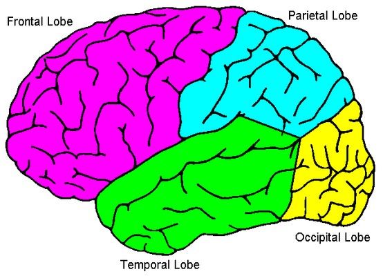 Neuroscience, Children and Science
