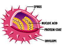 Think Science Â» virus structure and replication