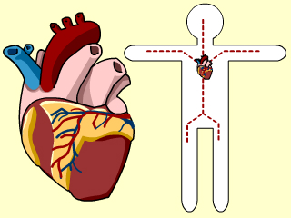Human Body | POPtalk