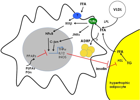 Lipotoxicity in macrophages: evidence from diseases associated ...