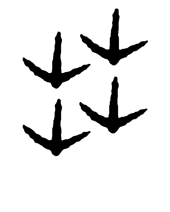 Turkey Tracks Clipart