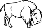 Buffalo Clip Art Free