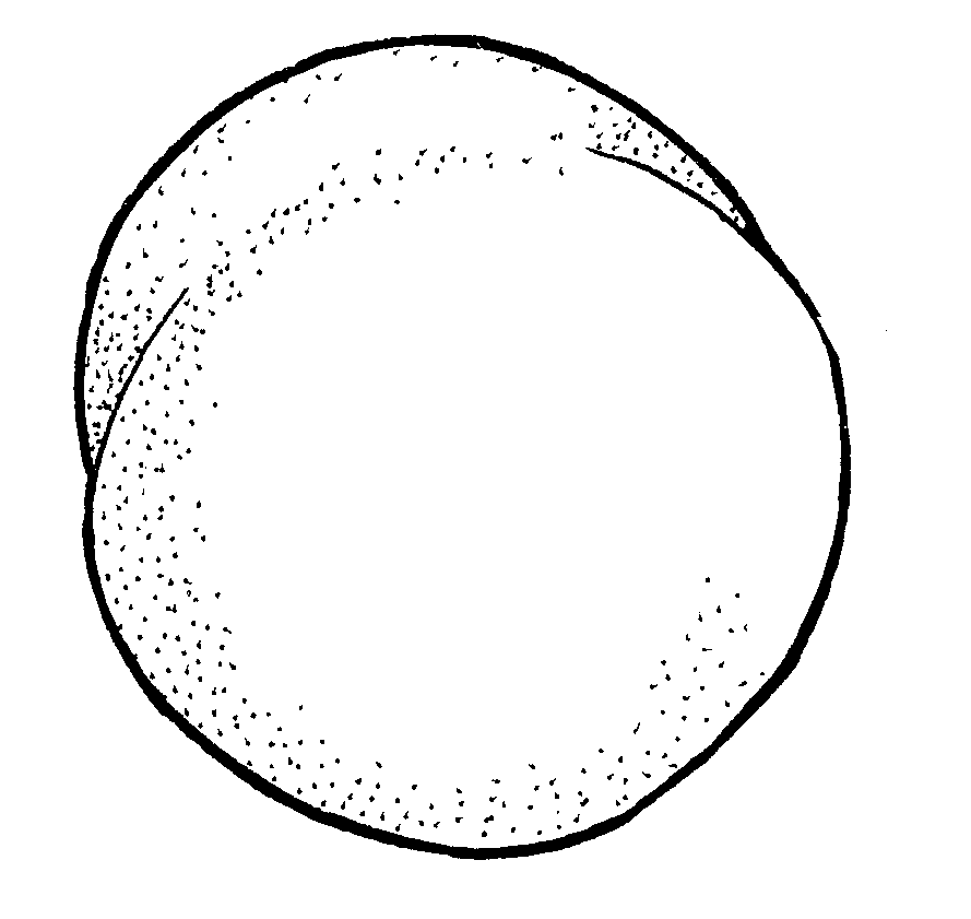 Fruits Clip Art