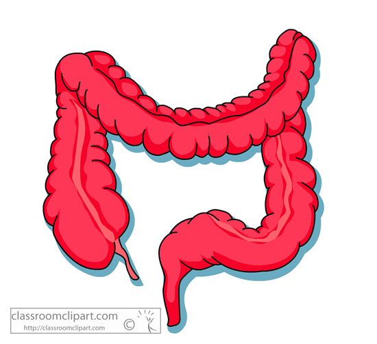 Large Intestine Clipart