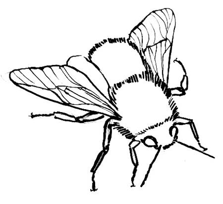 How to draw bumblebee