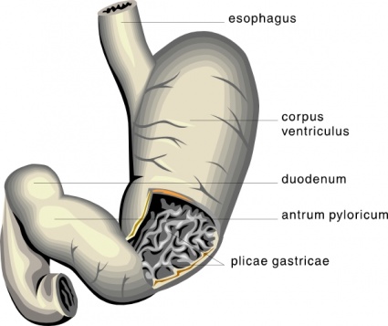 Stomach Medical Diagram clip art - Download free Other vectors