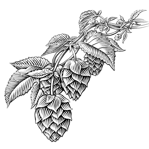 Hops | Vector Illustrations, Beverages and Illustration