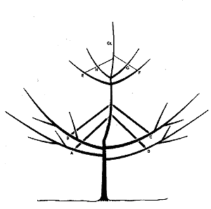 Growing Apples in the Home Orchard, HYG-