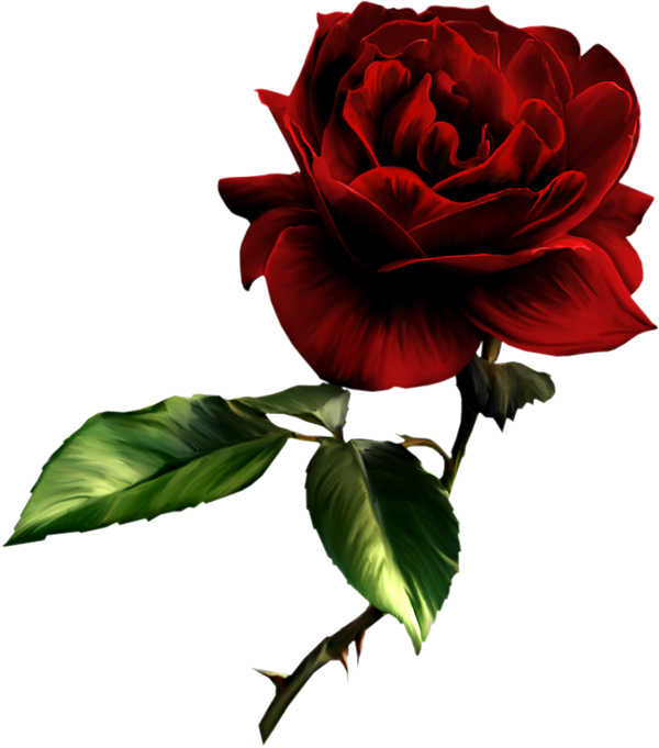 Valentine Rose [All transparent ones/