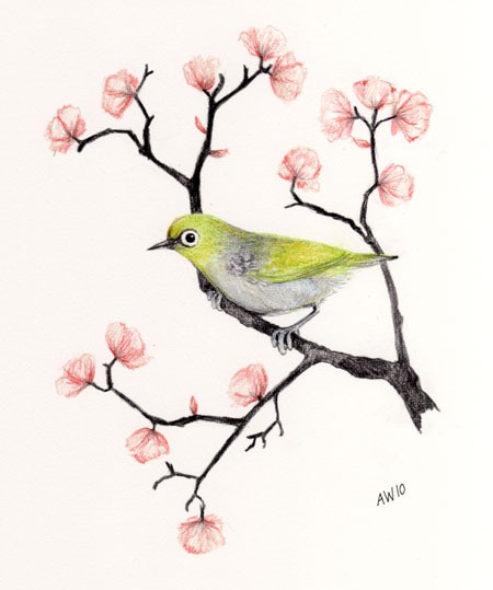 Silver Eye with Cherry Blossom Original pencil by wildsunart